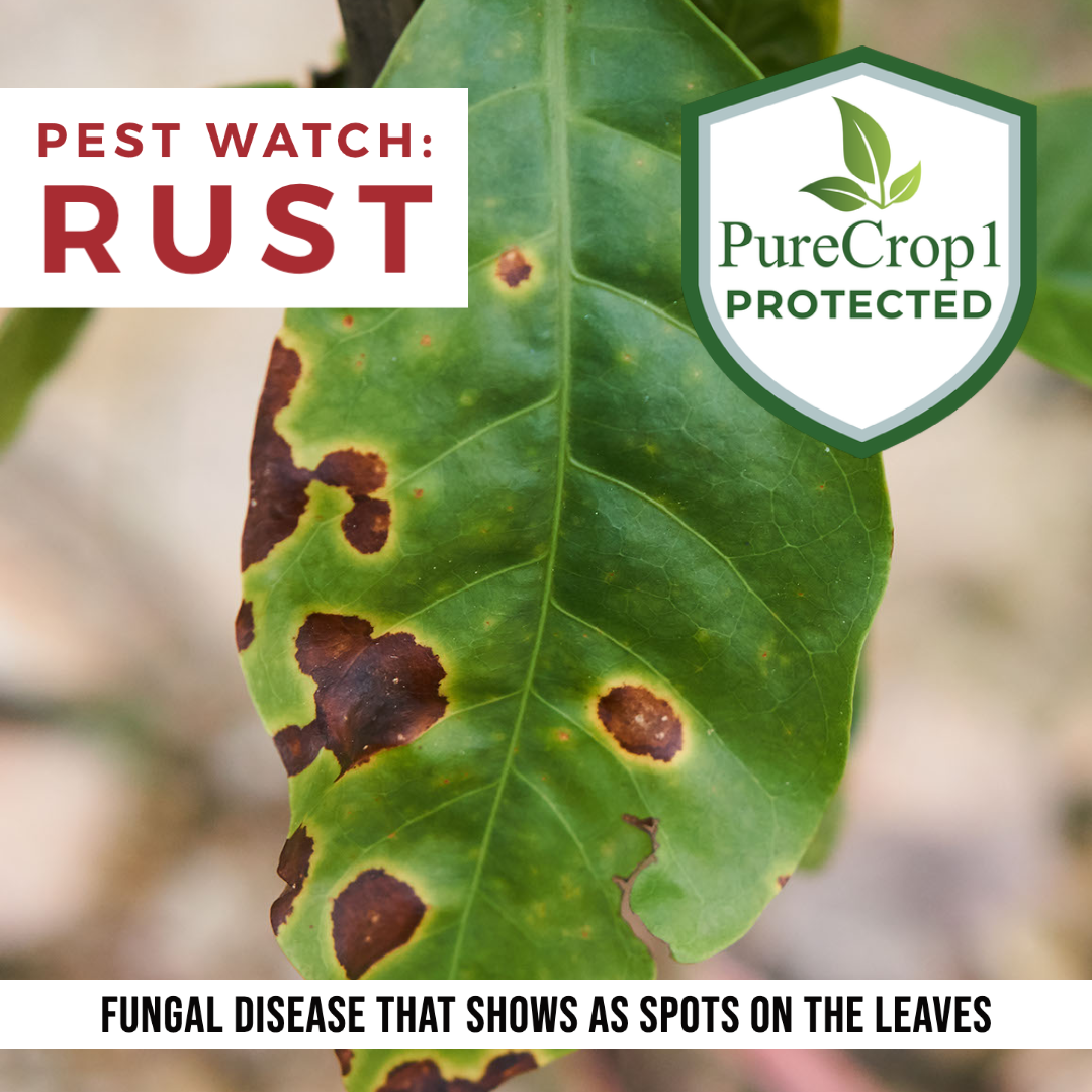 Rust Pest Watch